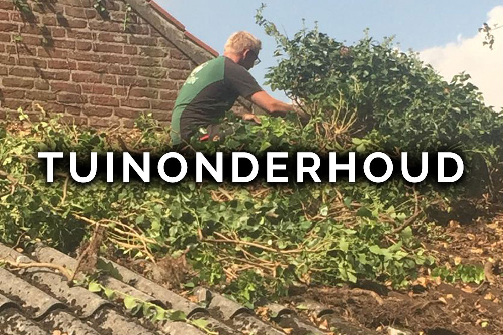 Hoveniersbedrijf van Bergen | Tuinonderhoud